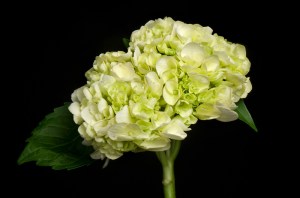 Hydrangea From Holland