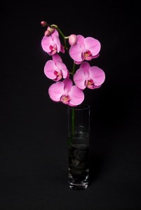 Orchids in full bloom