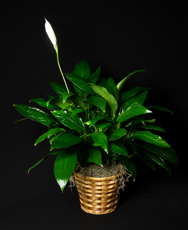 Peace Lily