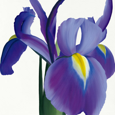 Iris by Starbright Floral Design