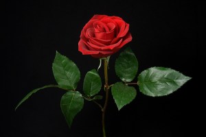 For the endless romantic in all of us...