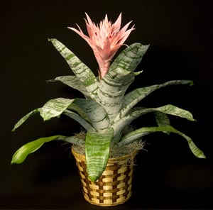 Bromiliad A Classic Bromeliad by Starbright