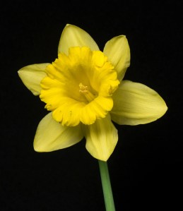 Daffodil Daffodil - Springtime is here!
