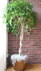 Ficus Tree Ficus Trees...