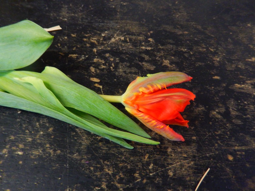 Parrot Tulip