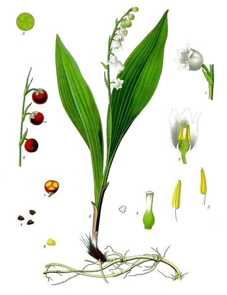 illustration of a lily of the valley