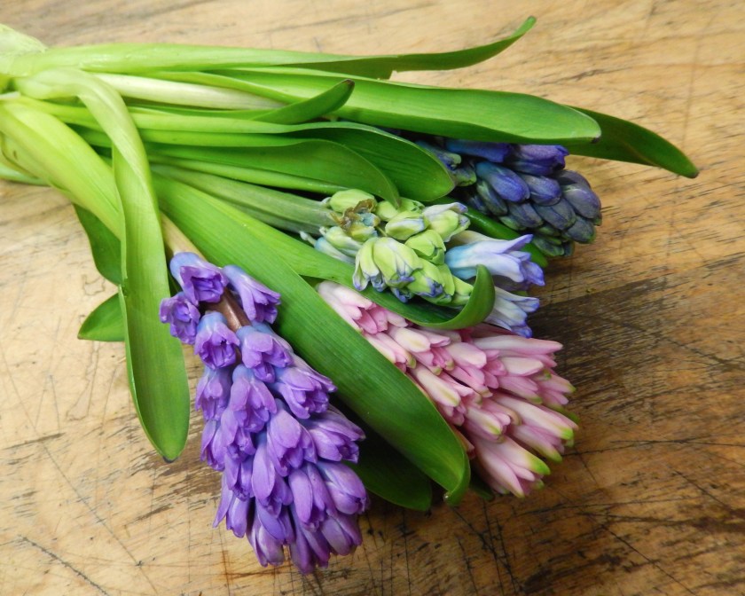 Hyacinth on the Starbright design table
