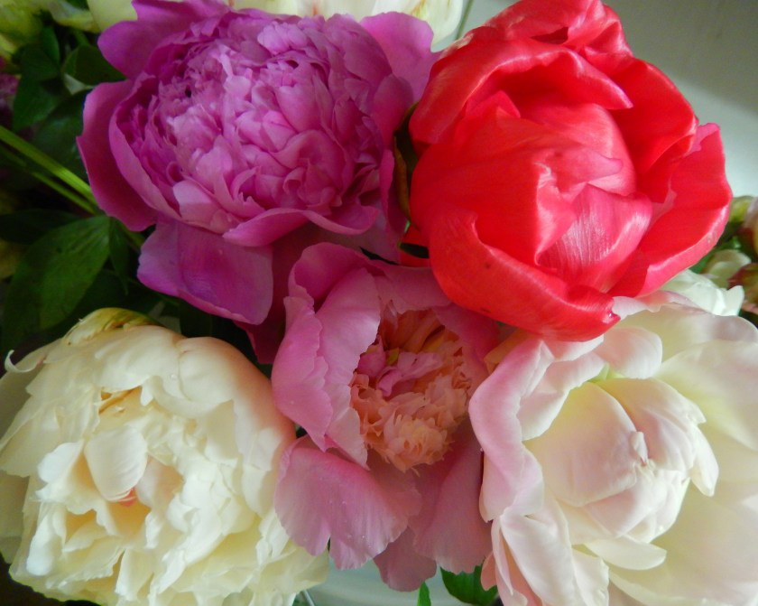 Peonies