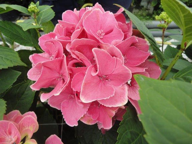 Hydrangea Mammout