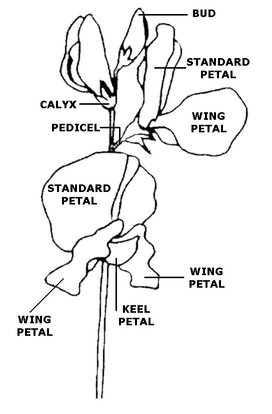 Sweet pea diagram