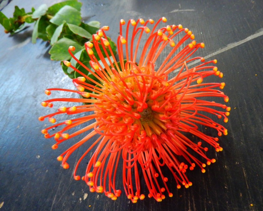 Pincushion Protea