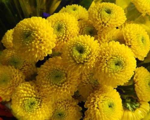 Chrysanthemum Buttons