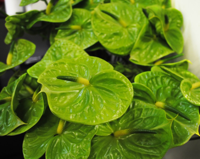 Green Anthurium