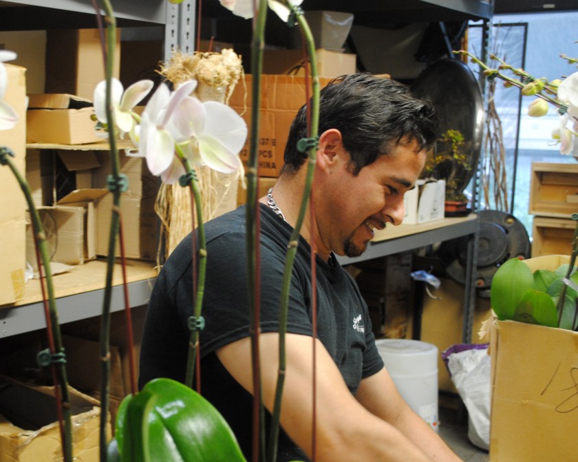 Antonio on the orchid table. 