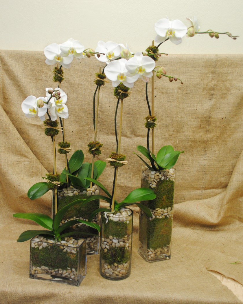 modular Phalaenopsis Orchids