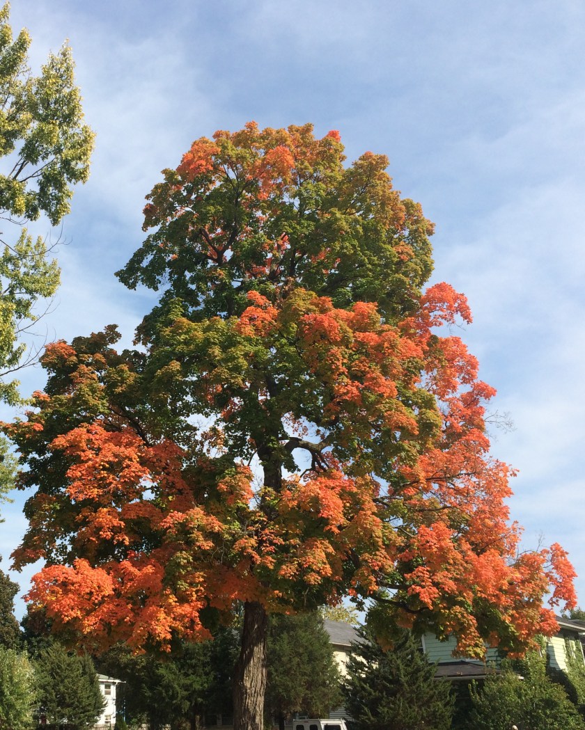 Halfway through his seasonal transformation Frank realized he forgot to get his slacks pressed
