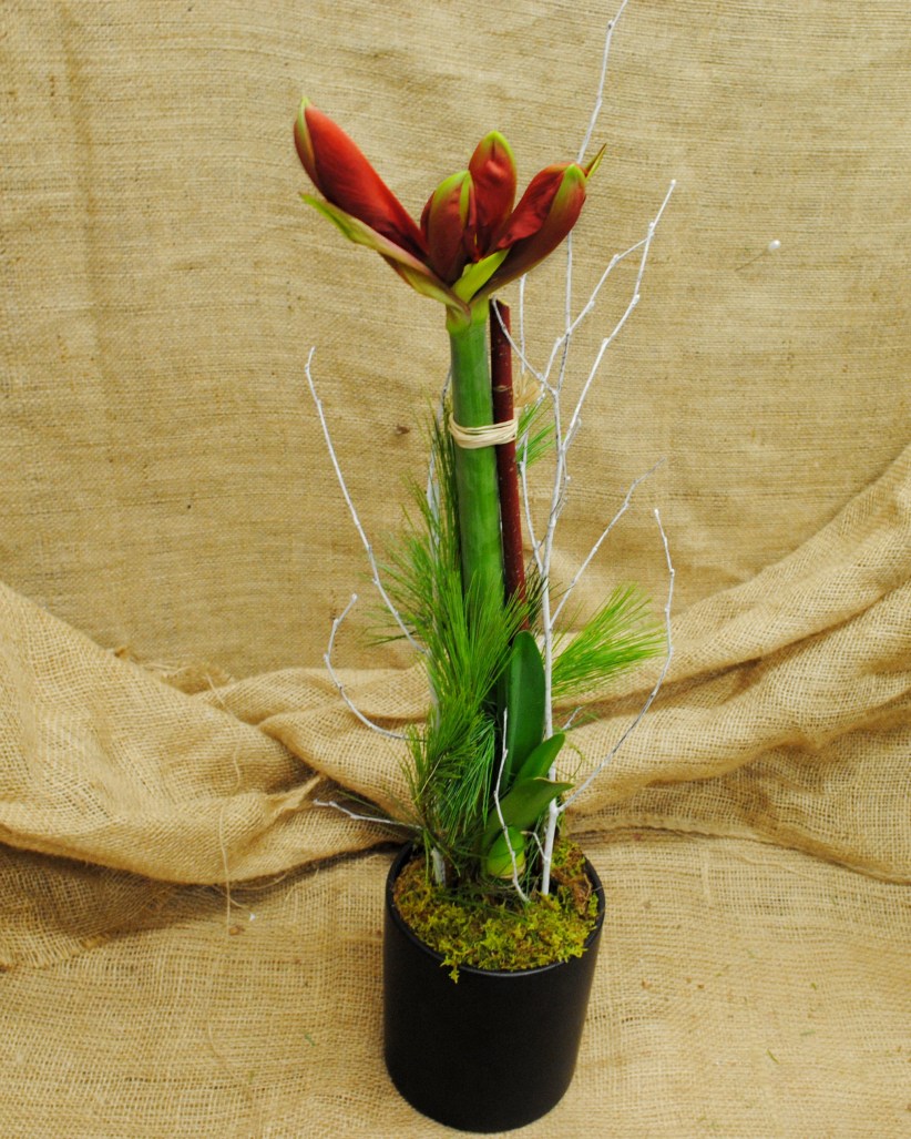 Potted Amaryliis