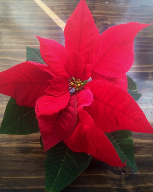 Poinsettia 