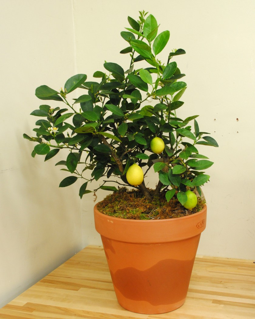Lemon Tree