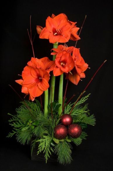 Stately amaryllis brings heightened elegance to holiday decor.