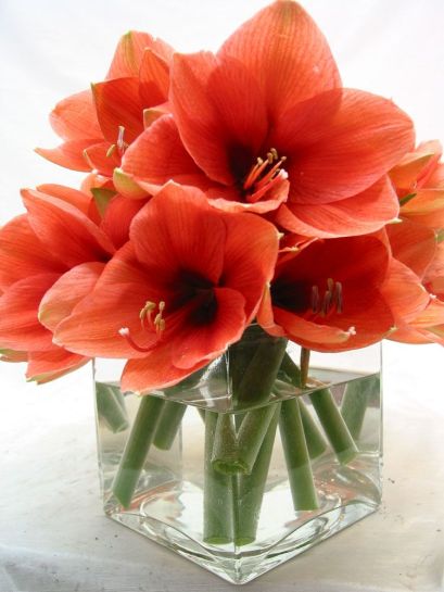 Amaryllis is a fantastic choice to send to someone you love.