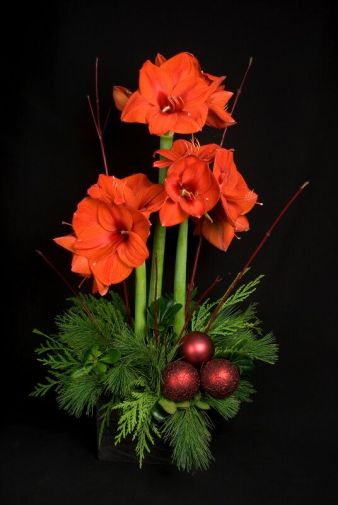 Amaryllis is a great choice for the holidays and beyond.