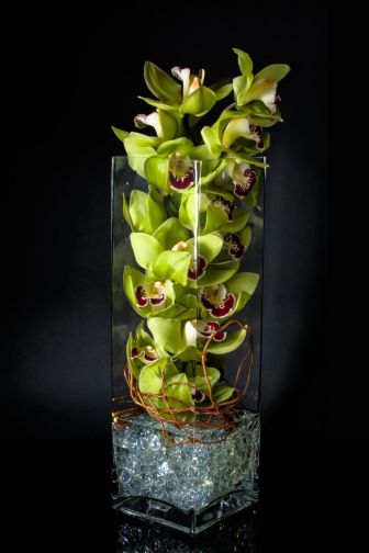 Green cymbium orchid blooms create a sensational statement.