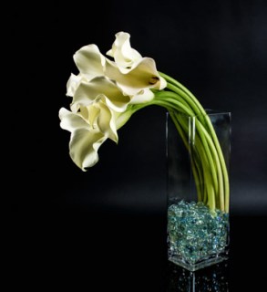 Starbright's Blaco Calla Tango will send your love over the moon!