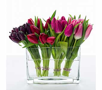 Starbright’s Tulips’ Kiss echoes the Dutch fancy of blocks of tulip colors.